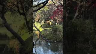 秋真っ只中の有栖川宮記念公園から