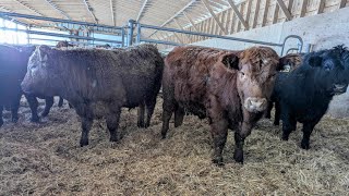 LOT 1A - Les Fermes Rodrigue Enr. - 23 Mâles castrés 775 lb