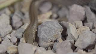 Marsh Snake At Local Surf Club!