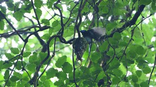 神奈川県大磯町のサンコウチョウ（雌雄）抱卵中　その７（4K60P動画）