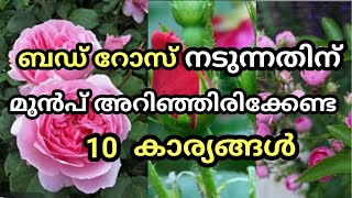 ബഡ് റോസ് നടുന്നതിന് മുൻപ് അറിഞ്ഞിരിക്കേണ്ട കാര്യങ്ങൾ / bud rose / healthroutes