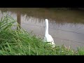 kleine zilverreiger