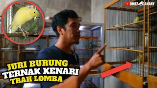 KOLEKSI KENARI HYBRID‼️JURI LOMBA BURUNG Ternak Kenari Spek Lomba Masa Kini