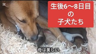 生後6〜8日目の子犬たち【母親というだけで神様】