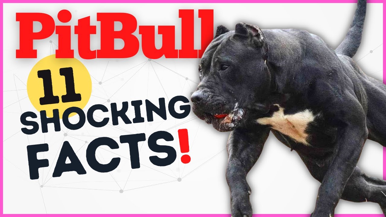 11 Shocking Pitbull Facts & Statistics In 2023 (with FAQ & Common Myths ...