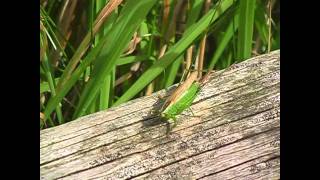 Long-winged Conehead  ♀ - Conocephalus discolor