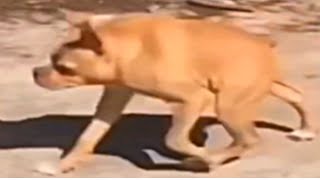 Top 5 dog