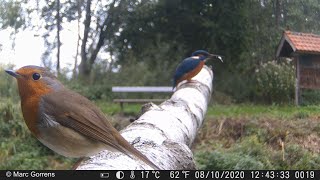 Cameraval - wildcamera Strex filmt ijsvogel Vlaspoel Zevenbergenbos Ranst 8 okt 2020