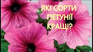 ЯКІ СОРТИ ПЕТУНІЇ КРАЩІ?