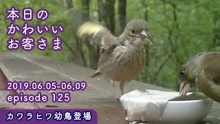 『今年もでかいカワラヒワ幼鳥がやってきた！』2019/06/05-09 本日のかわいいお客さま