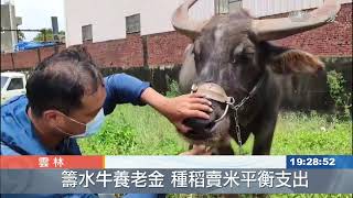 安身終老之處 雲林首座水牛安養中心