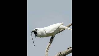 మీరు దాని sound వింటే మీ చెవులు పోతాయి ( white bellbird) we have a sound #shorts #theindianwings