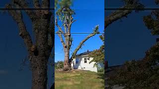 7000lb Branch Removal from 250-Year-Old Tree