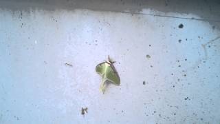 Cool leaf insect