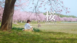 桜舞う季節 Sakura in Japan cinematic with BMPCC4K  SIGMA 24 105 f4 Art