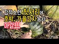 갑작스런 서리에 호박, 가을감자 농사 마감 #호박재배 #가을감자 #맷돌호박