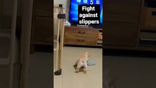 法鬥咬甩拖鞋 frenchbulldog fight against slipper