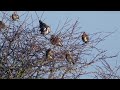 fieldfare flock