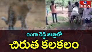 రంగా రెడ్డి జిల్లాలో చిరుత కలకలం  : Leopard Hulchul in Ranga reddy Dist | hmtv