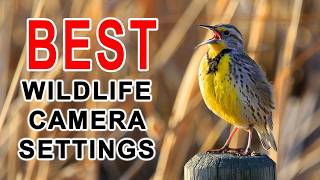 Best camera settings for amazing wildlife photos - Step by step guide