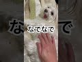 お腹なでなで 気持ちいい？ 犬 マルチーズ トイプードル 癒し　 可愛い アジソン病 dog relax cute pretty lovely shihtzu shorts