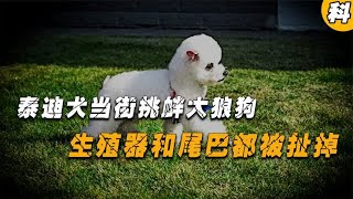 泰迪犬当街挑衅大狼狗，不料被其追着暴揍，生殖器和尾巴都被扯掉