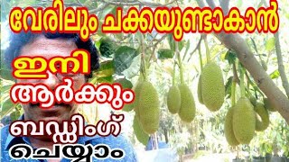 how to budding a jackfruit tree പ്ലാവ് ബഡ്‌ഡിങ് vietnam early jackfruit വിയറ്റ്നാം ഏർളി ഗോൾഡ് ayur