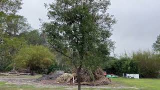 Large Camphor Tree For Sale/Rare Find and Won't Last Long/The Tree Planters Installing Large Trees