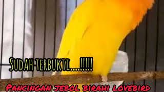 VIRAL ...! MASTERAN PANCINGAN JEBOL BIRAHI LOVEBIRD KONSLET