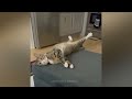 funniest animals 2023 funny cats and dogs funny animal videos 23