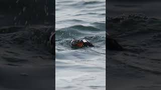 Harlequin Duck Searching for Food Underneath the Waves #shorts