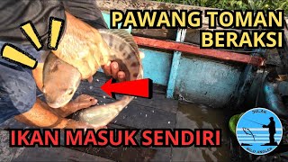 Pawang TOMAN beraksi, Ikan pun langsung masuk sendiri.