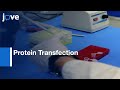 Protein Transfection Of Mouse Lung l Protocol Preview