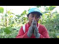 membersihkan gulma di kebun pisang ambon warangan susu raja bulu.biar enak di pandang.