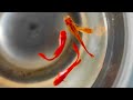 albino full red guppy timelapse#shorts#guppy#redguppy