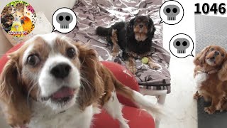 キャバリア犬の可愛い言い分・多頭飼いの末路は常に争奪戦｜Cavalier King Charles Spaniel 動画1046