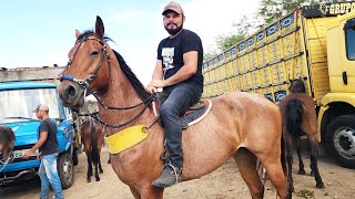 FEIRA DE CAVALOS EM CARUARU-PE   04-02-2025 #nordeste