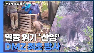 세계적 멸종 위기 '산양'...DMZ에 최초 방사 / YTN