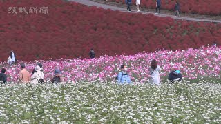 コキアとコスモスの競演　ひたち海浜公園