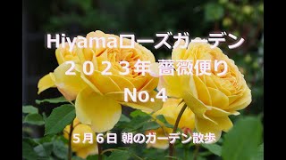 ２０２３年　薔薇便り　No.4　５月６日　朝のガーデン散歩