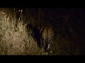 mating leopards in moremi area okovango botswana