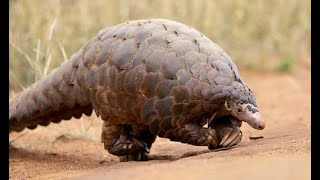 Pangolins: The Most Trafficked Mammal You've Never Heard Of