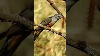 Amazing Plaintive Cuckoo eating caterpillar#shorts #wildlife #bird #birdlovers #birdwatching