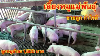 เลี้ยงหมู แม่พันธุ์ขายลูกได้กำไรดี เลี้ยงหมูขุน (ต้นทุนน้อย) จำหน่ายลูกหมู #เลี้ยงหมู