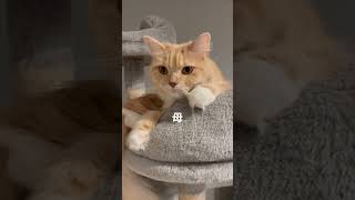 キャットタワーを上手に使うラガマフィン家族　#ラガマフィン #猫のいる暮らし #子猫動画