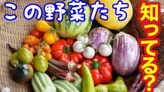 固定種の変わった野菜を紹介【自然農法無農薬無肥料栽培】2020年8月19日