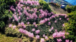 2023 泰崗 秘境 櫻花 茶園