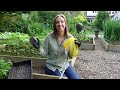 how to save ranunculus corms digging dividing and storing ranunculus corms