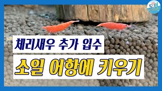 [체리새우 키우기] 소일 어항에서 체리새우 키우기! _ 새우 추가 입수(체리새우/안시숏핀/구피/소드테일/열대어키우기/상아쿠아)