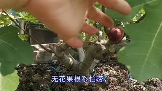 新买的无花果小苗盆栽，想要明年顺利吃上果子，枝壮果多